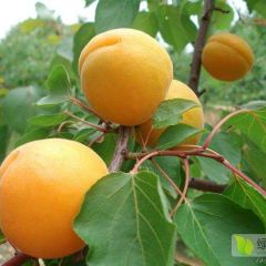 陕西金太阳杏产地直供