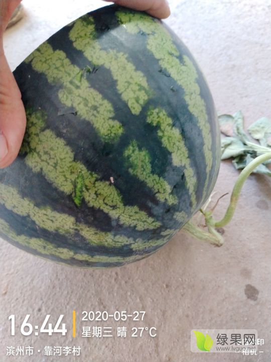 甜王西瓜价格