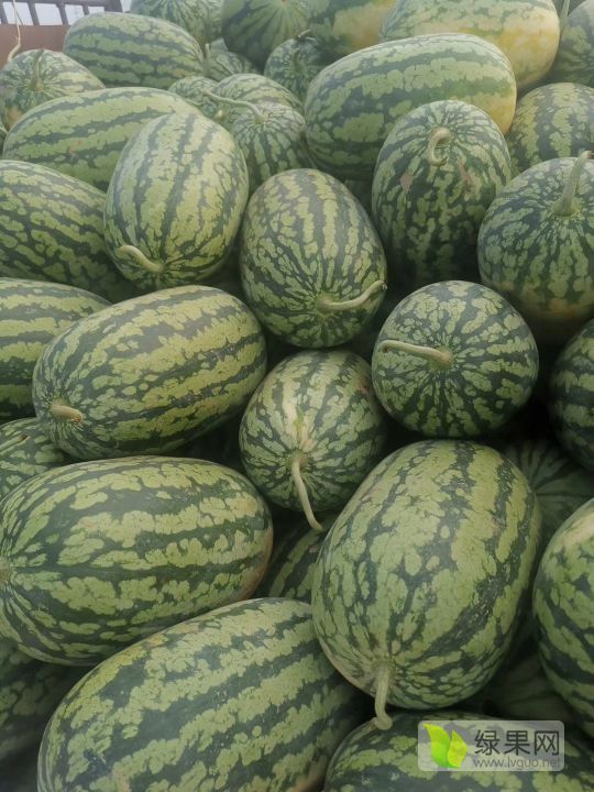 优质绿爽西瓜