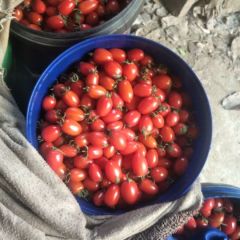 河南滑县圣女果 紧急处理 有需要的联系我