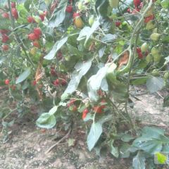 河南安阳滑县圣女果价格私聊 品质好新鲜无公害