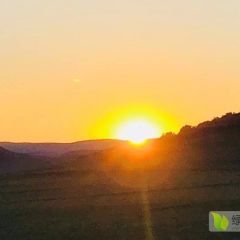 西瓜 甜瓜博洋 羊角蜜 花仙子