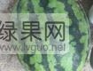 供应辽宁凌海甜王西瓜‘大量上市’