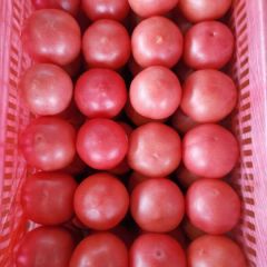 优质硬粉西红柿，颜色好，口感好，硬度高！电话13295441800