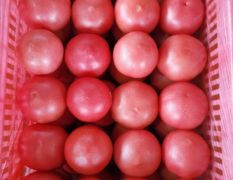 优质硬粉西红柿，颜色好，口感好，硬度高！电话13295441800