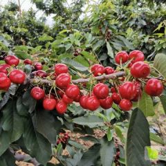 大连瓦房店陆地美早沙密豆红灯大樱桃