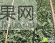 甜王系列价格