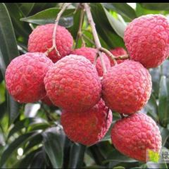 海丰产地荔枝大量上市了，