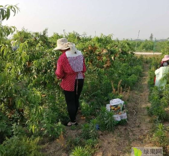 2020年河南虞城蟠桃价格