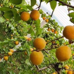 大量供应优质杏子