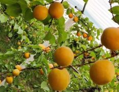 大量供应优质杏子