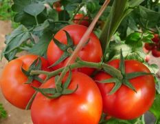 【最新】河南省郑州市西红柿大量批发供应