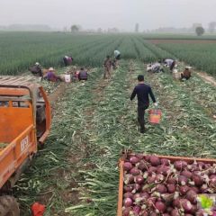 山东洋葱抗疫情。