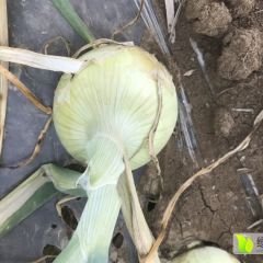 新野河南代力军黄皮