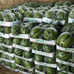 大量供应:大棚、露天美都西瓜