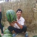 山东青州甜王系列西瓜 本人诚信代办