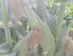 新野糯玉米陆续大量上市供应中