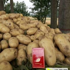 通许荷兰15土豆大量上市