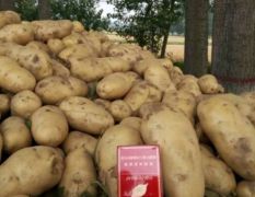 通许荷兰15土豆大量上市