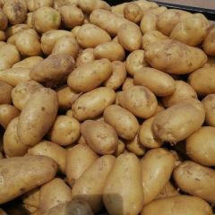 土豆薯型好一手货源货源充足