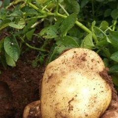 农家肥种植 健康营养欢迎各位老板来购买