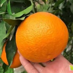 彭山柑橘之乡，鲜果家园。诚信代办