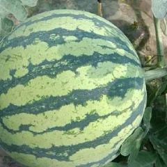 8424西瓜，自产自销
