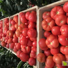 河南焦作武陟西红柿大量供应