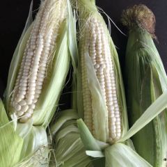 湖北省嘉鱼县大量供应糯玉米价格优惠