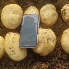 2020年河北唐山三大块白心土豆，大量供应。早大白