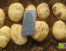 2020年河北唐山三大块白心土豆，大量供应。早大白