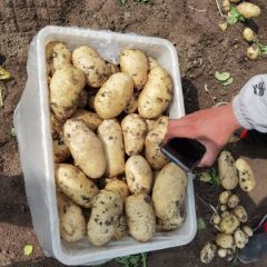 2020大棚荷兰土豆大量上市，河北唐山主产区