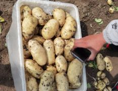 2020大棚荷兰土豆大量上市，河北唐山主产区