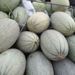 山东莘县洋香瓜生产基地