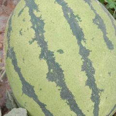 甜王西瓜大量上市