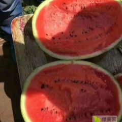 商丘市娄店乡西瓜2020上市中