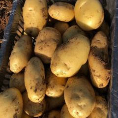 荷兰十五，226等