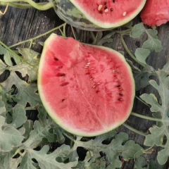 山东聊城万亩甜王西瓜代发全国各地。