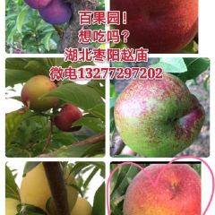 百果园，各种水果！免费对接！