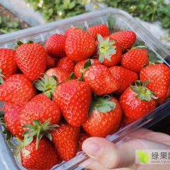 新品种草莓基地出售，草莓苗基地批发价格