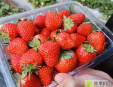 新品种草莓基地出售，草莓苗基地批发价格
