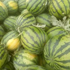 甜王西瓜大量上市