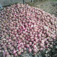 昌邑红皮洋葱诚信合作