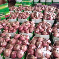 聊城红皮（二红）洋葱耐储存–刘立功