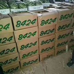 河南省夏邑县8424西瓜、美都西瓜