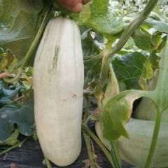 精品博洋六一，博洋九，博洋九一大量上市