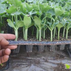 红沙龙 龙卷风 三连冠 高亢巨龙