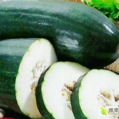 湖北潘家湾黑皮冬瓜供货