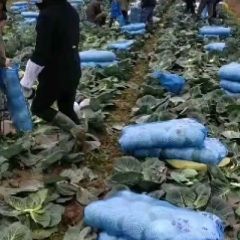 湖北潘家湾绿源甘蓝供货