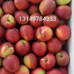 2020辽宁盘山石新镇油桃大量上市